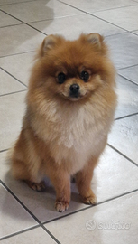 Spitz tedesco nano pomerania pedigree enci