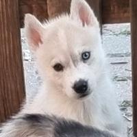 Siberian husky femmina