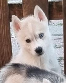 Siberian husky femmina