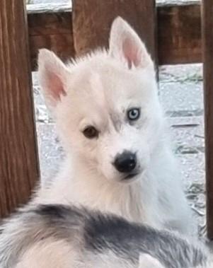 Siberian husky femmina