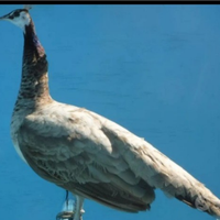 Pavone viola: adulto