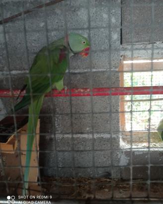 Coppia parrocchetti grande Alessandrino
