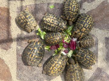 Terrario e casette per tartarughe - Animali In vendita a Roma