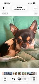 Chihuahua con pedigree accoppiamento