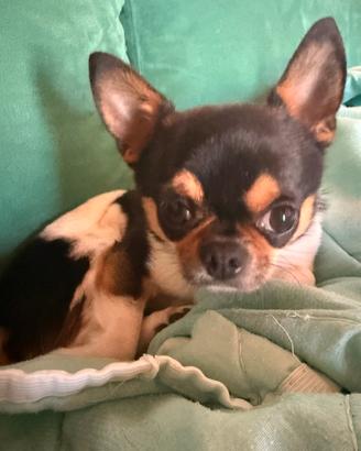 Chihuahua con pedigree accoppiamento