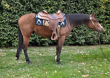 Cavallo
