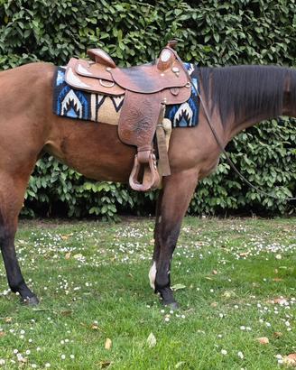 Cavallo