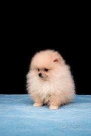 Cucciolo di pomerania