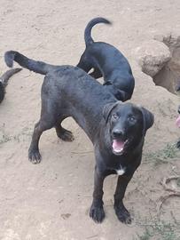 Cane cucciolo in adozione