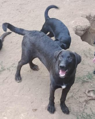Cane cucciolo in adozione