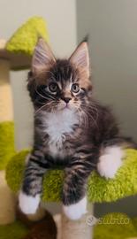 Cucciolo Maine Coon con Pedigree