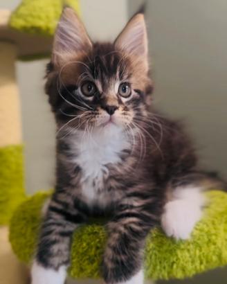 Cucciolo Maine Coon con Pedigree
