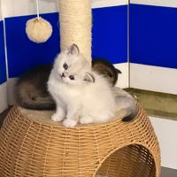 Scottish Fold / straight