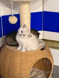 Scottish Fold / straight