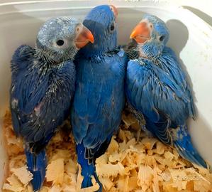 Pulli di lori, grande alessandrino, parrocchetti