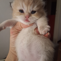 British Shorthair cuccioli