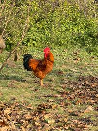 Galline e Anatre