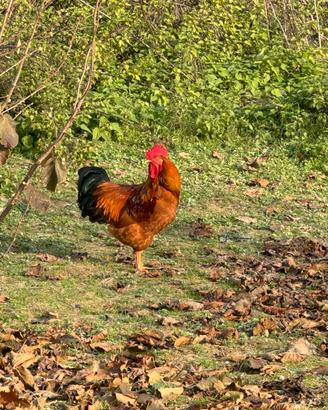 Galline e Anatre