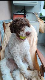 Lagotto romagnolo maschio per accoppiamento