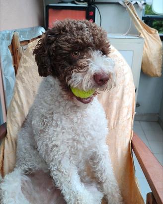 Lagotto romagnolo maschio per accoppiamento