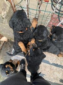 Cuccioli di rottweiler