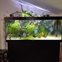Acquario juwel rio 450 led per Discus