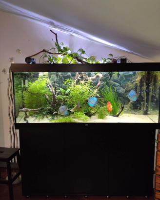 Acquario juwel rio 450 led per Discus