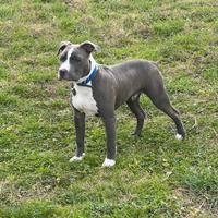 American Terrier (Amstaff ) Monta