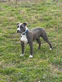 American Terrier (Amstaff ) Monta