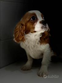 Cavalier king
