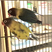 Coppia di inseparabili Personata mutati