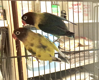 Coppia di inseparabili Personata mutati