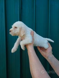 Cuccioli Spinone Italiano da Caccia