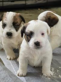 Jack Russell terrier