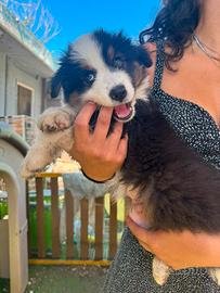 Cuccioli Pastore Australiano