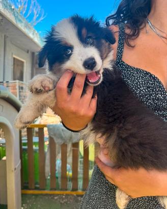 Cuccioli Pastore Australiano