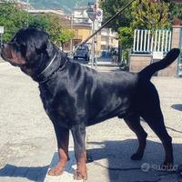 Rottweiler