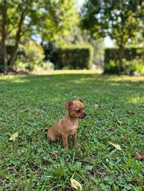 pincher toy maschio  ultimo 