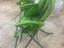 Immagine 4