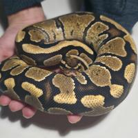Fire 50% het clown