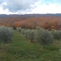 Potature ulivi, trinciature e trattamenti Uliveti