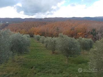 Potature ulivi, trinciature e trattamenti Uliveti