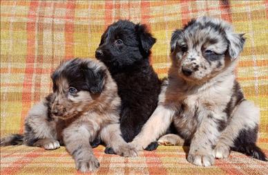Cuccioli di pastore della Lessinia e del Lagorai