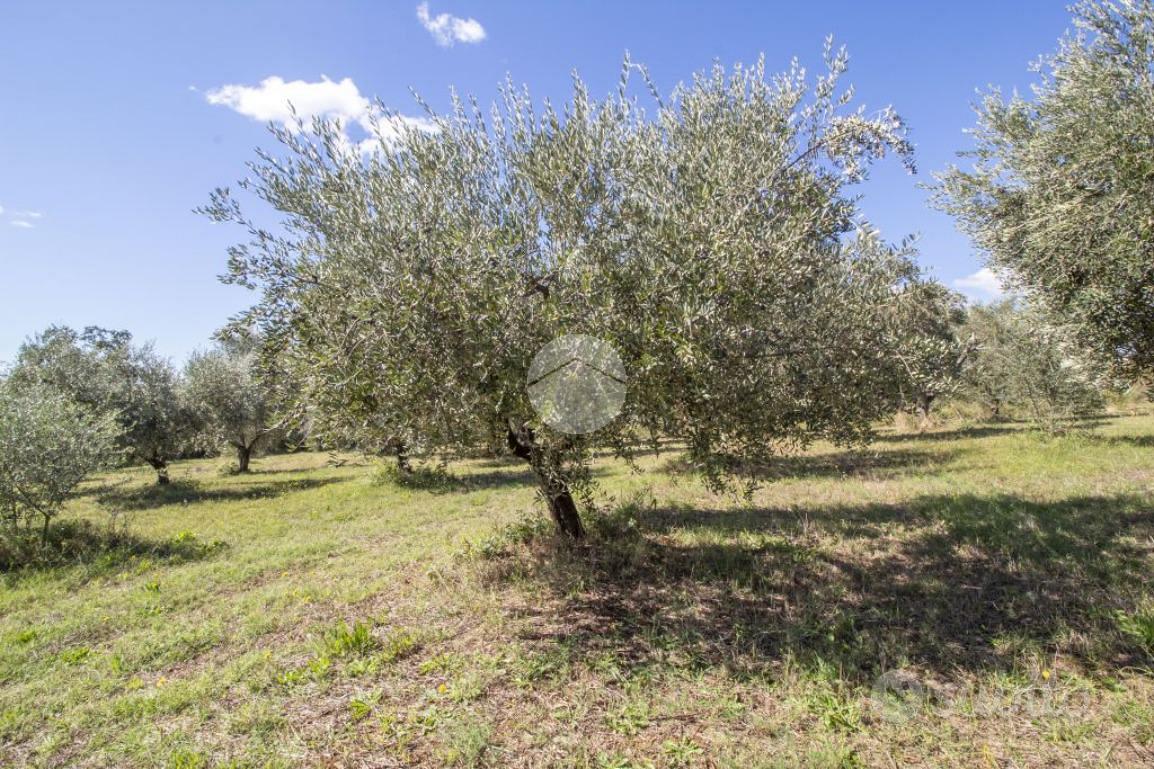 TER. AGRICOLO A MONTORIO ROMANO - Vista 5