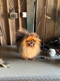 Spiz Pomerania