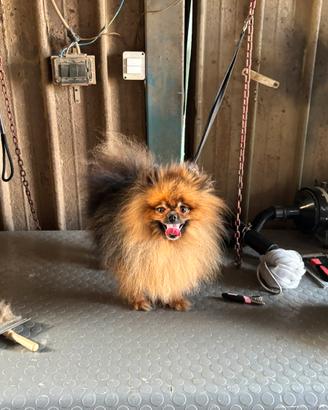 Spiz Pomerania