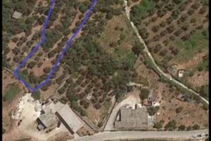 Terreno Agricolo - Uliveto