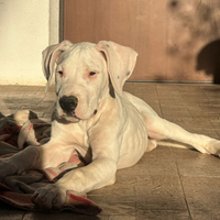 Cuccili dogo argentino