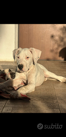 Cuccili dogo argentino