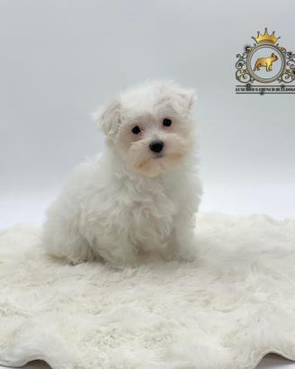 Dolcissimi cuccioli Maltese